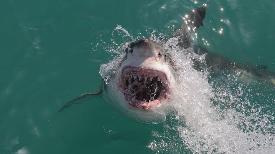 Great white shark sightings rise along Northeast beaches as summer winds down House Insurance Australia